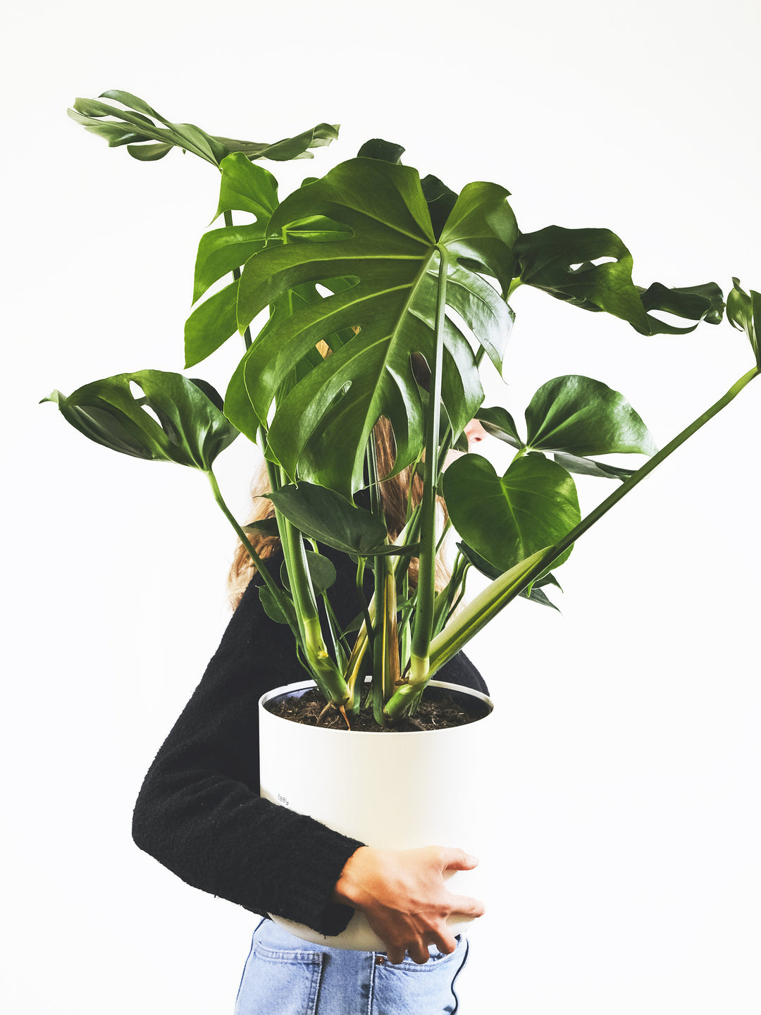 Monstera Deliciosa - nāu green