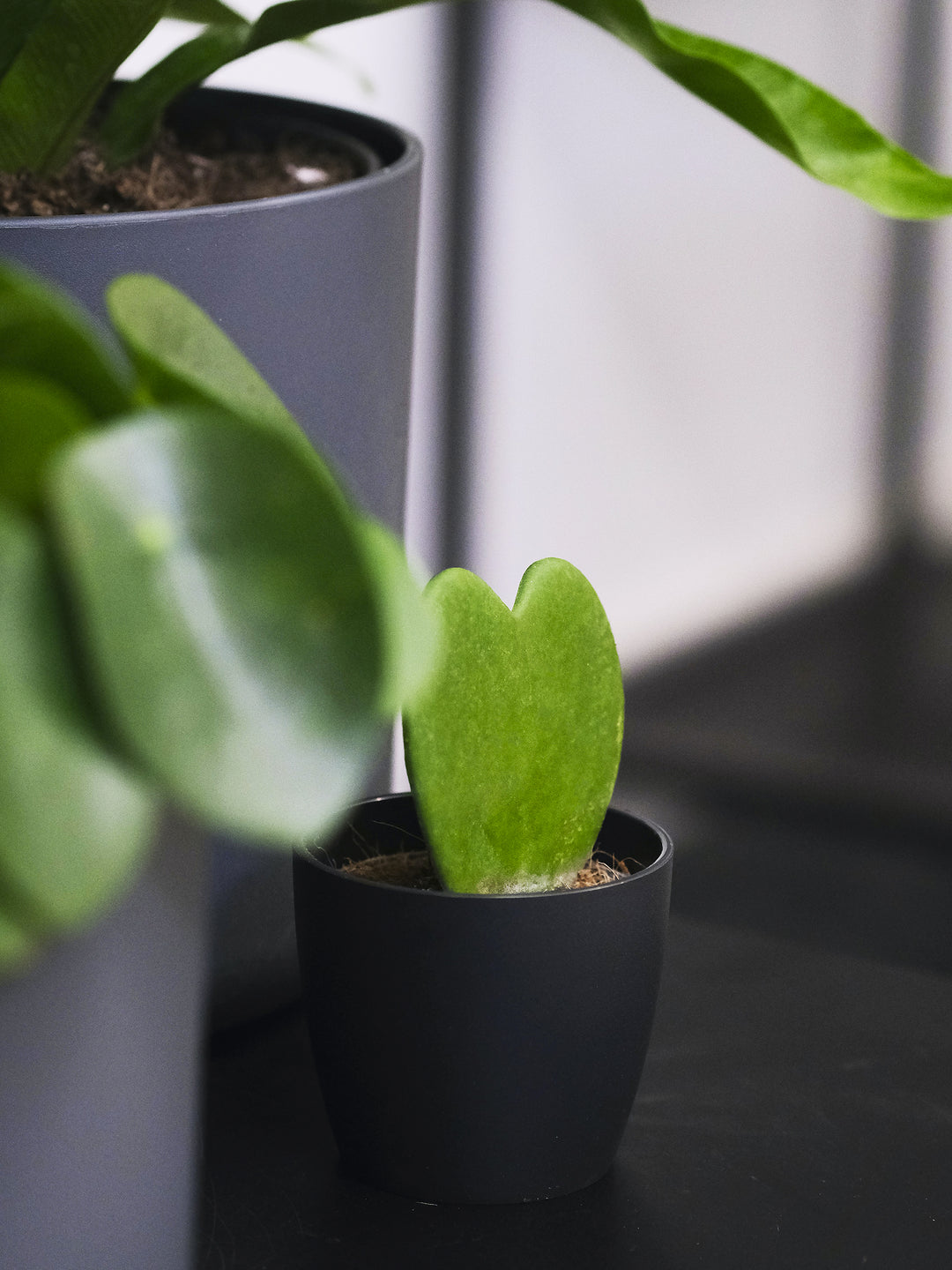 Hoya kerrii o Corazón de la suerte - nāu green