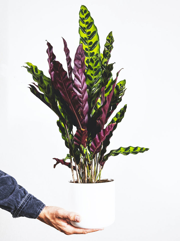 Calathea Lancifolia - nāu green