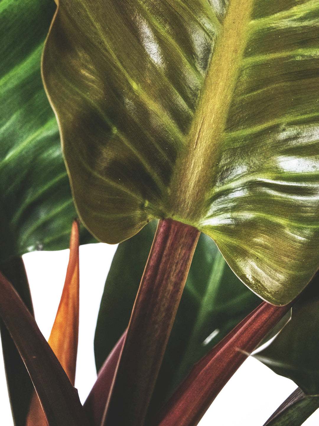 Philodendron Imperial Red - nāu green