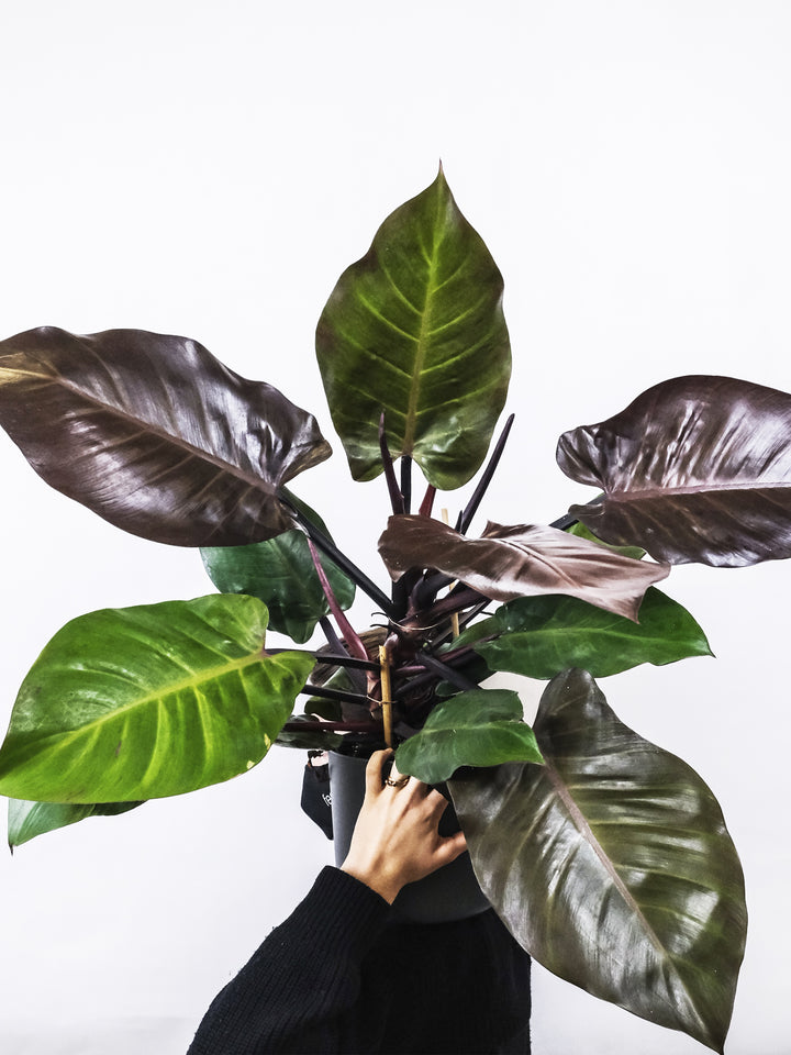 Philodendron Imperial Red - nāu green