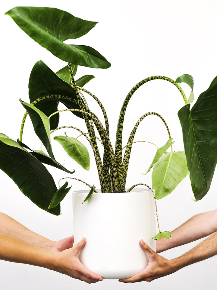 Alocasia Zebrina - nāu green