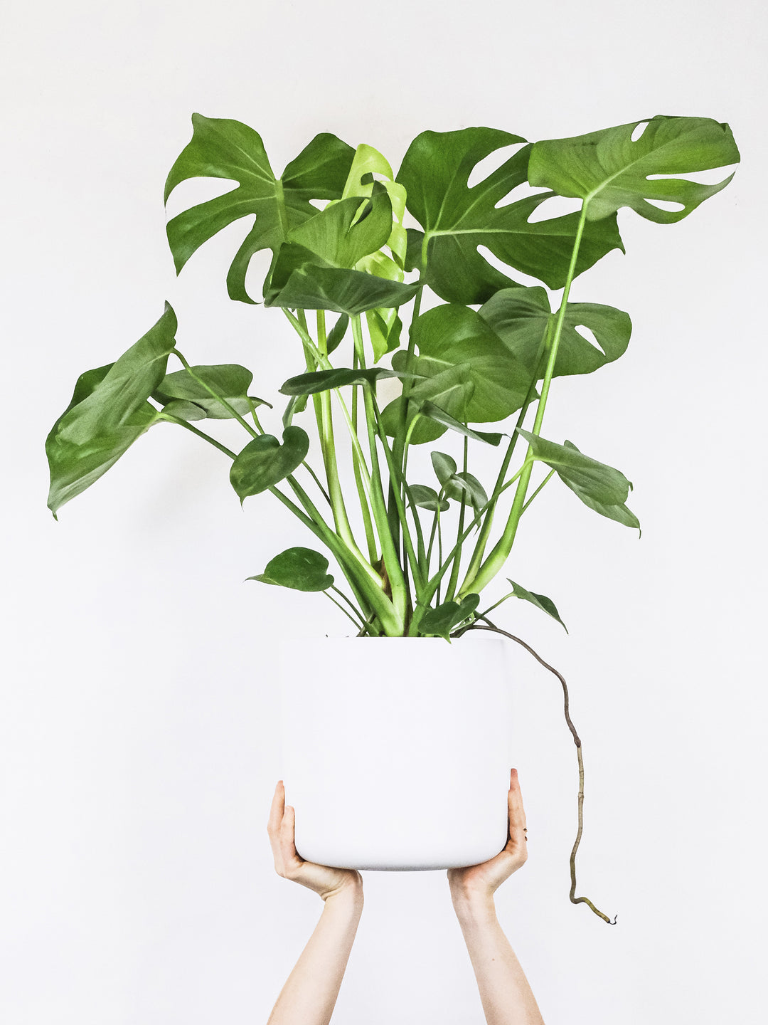 Monstera Deliciosa ou Costela de Adão