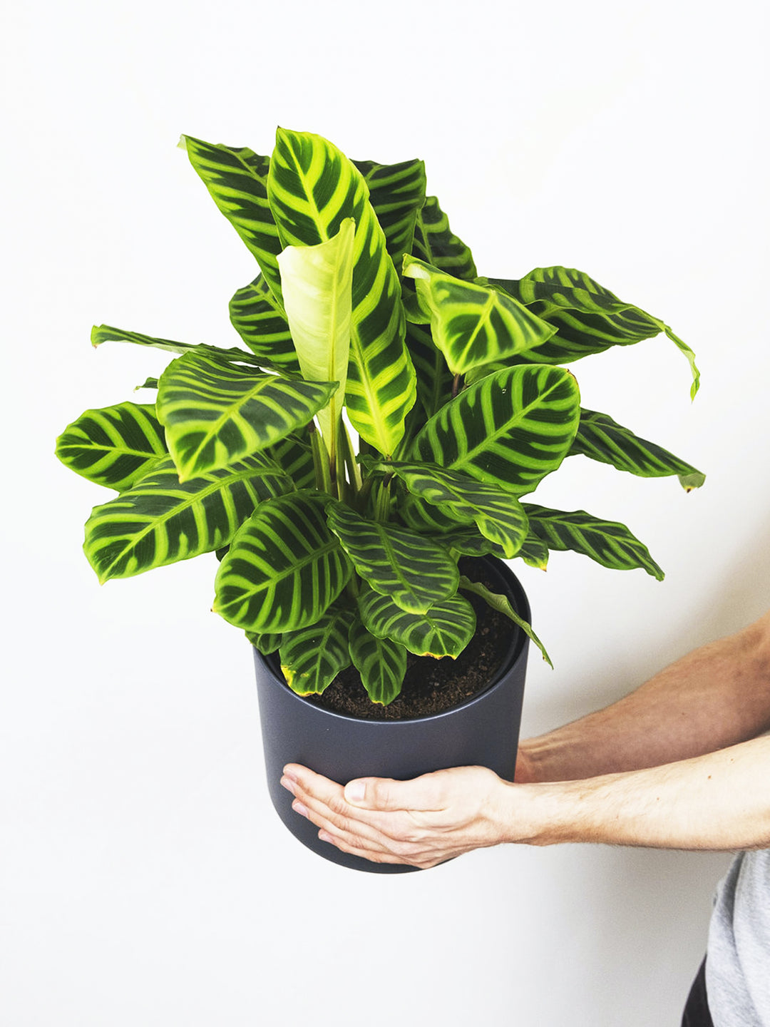 Calathea Zebrina - nāu green