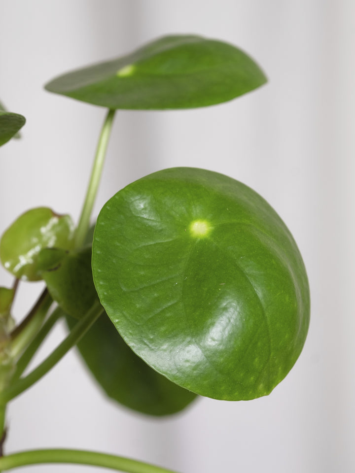 Planta del dinero o Pilea Peperomioides