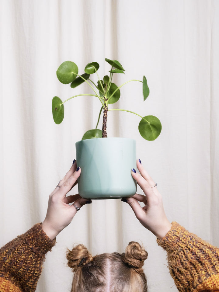 Planta do dinheiro ou Pilea Peperomioides