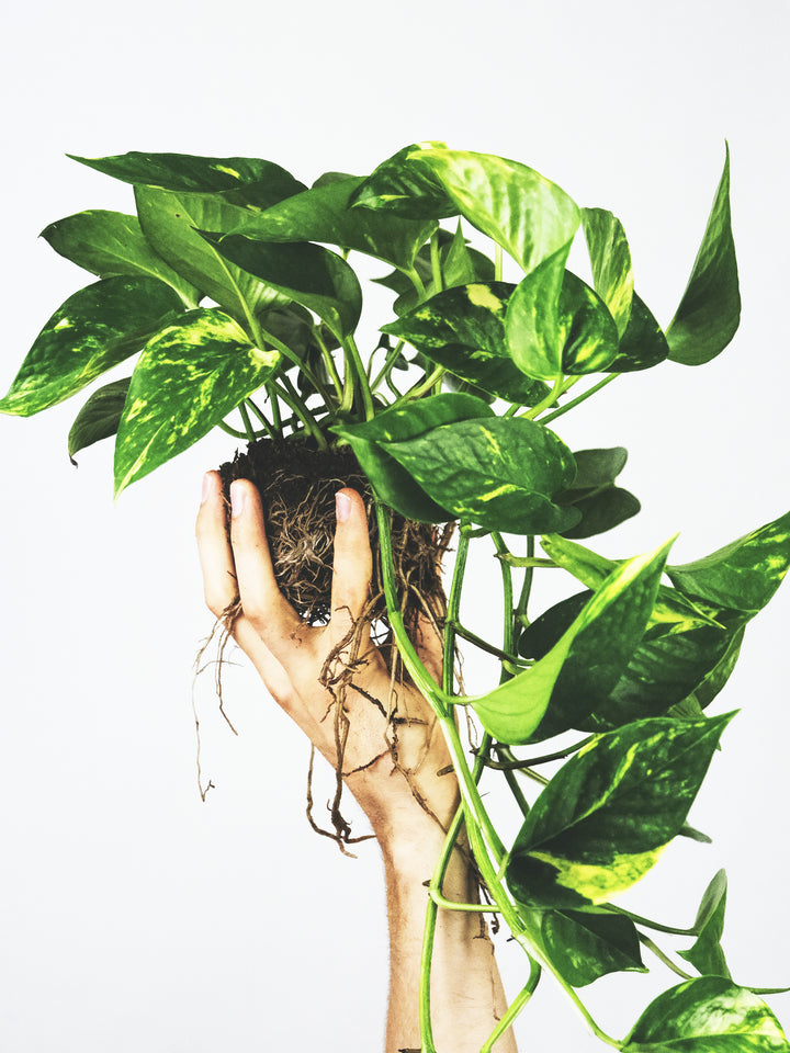 Pothos Colgante - nāu green