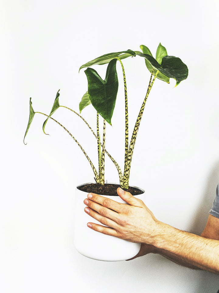 Alocasia Zebrina - nāu green