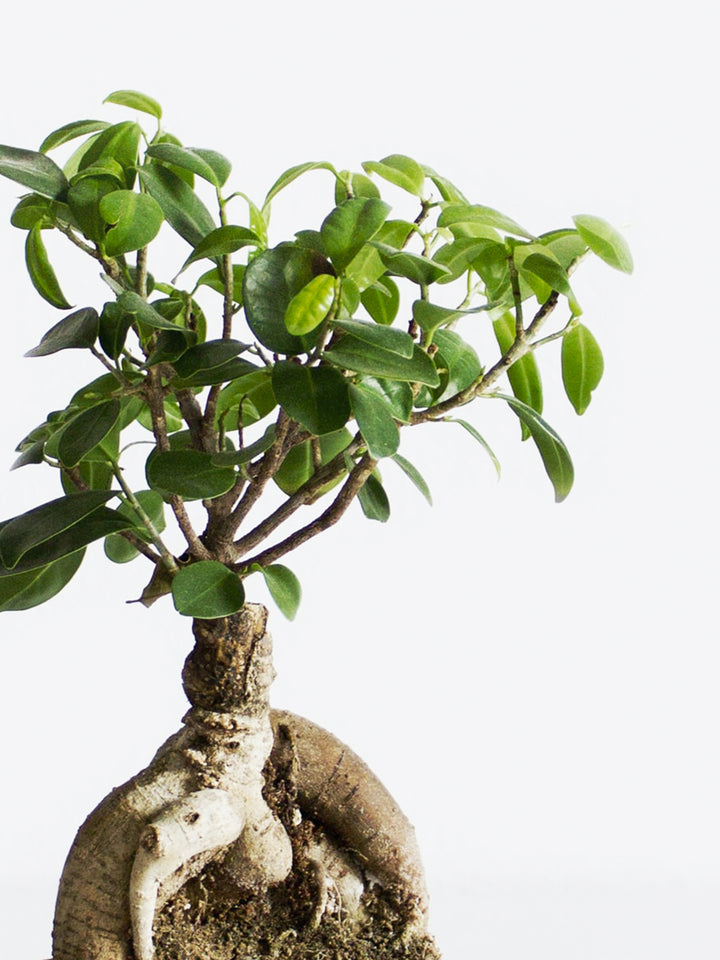 Ficus Ginseng Microcarpa