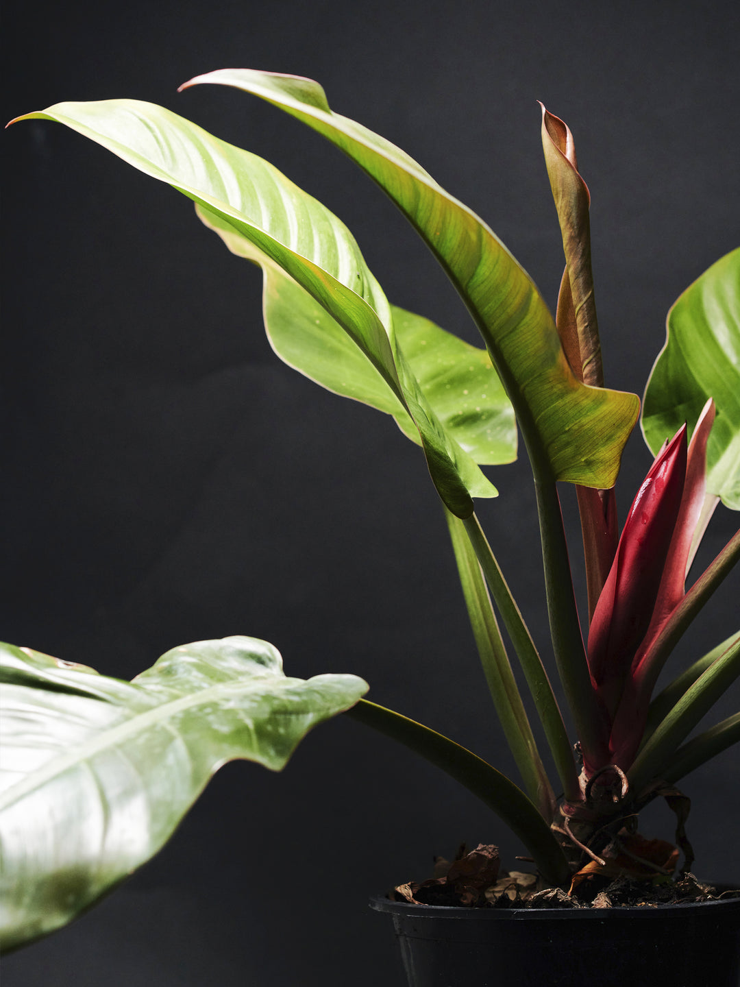 Philodendron Imperial Red - nāu green