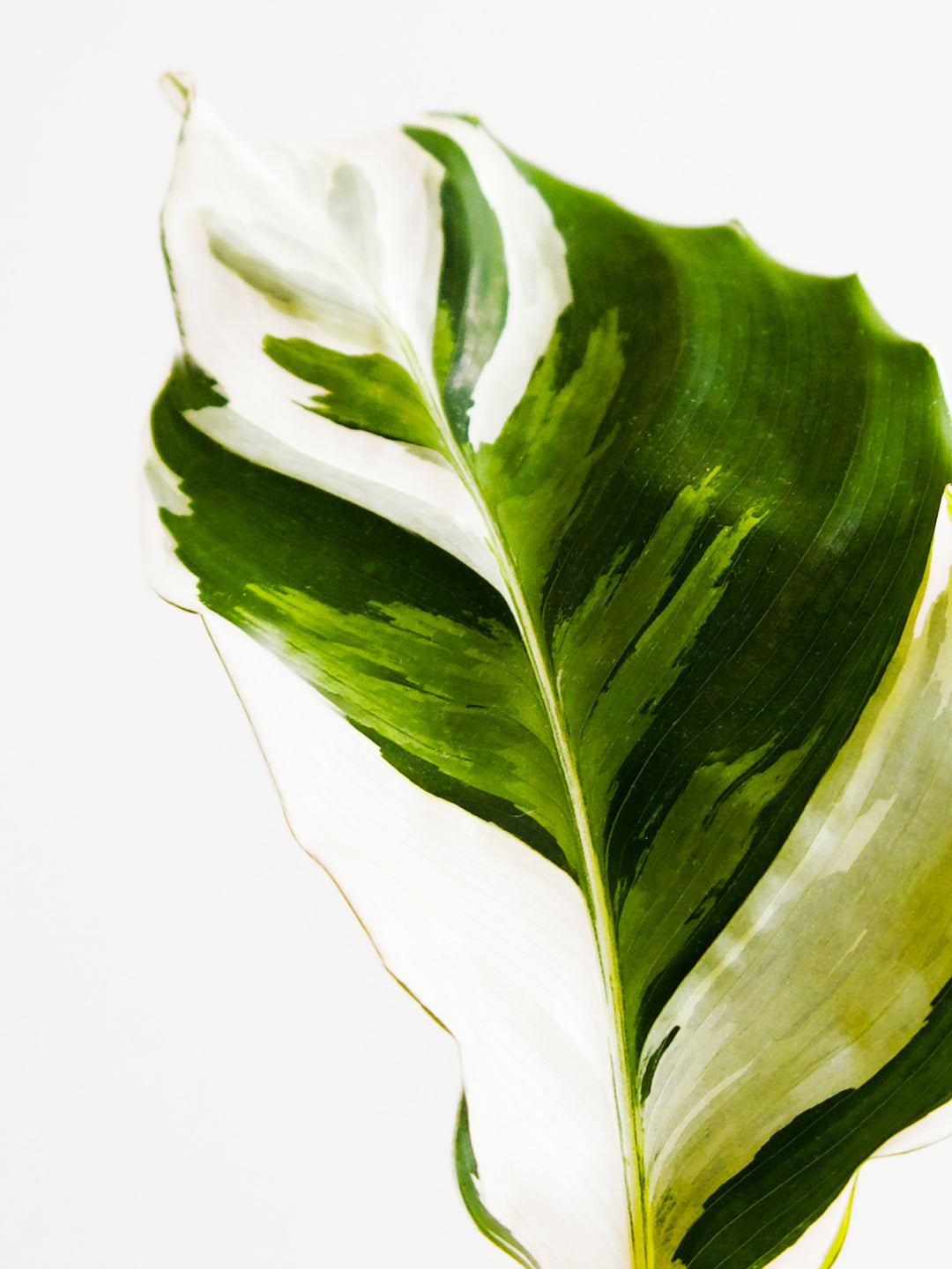 Calathea Fusion White - nāu green