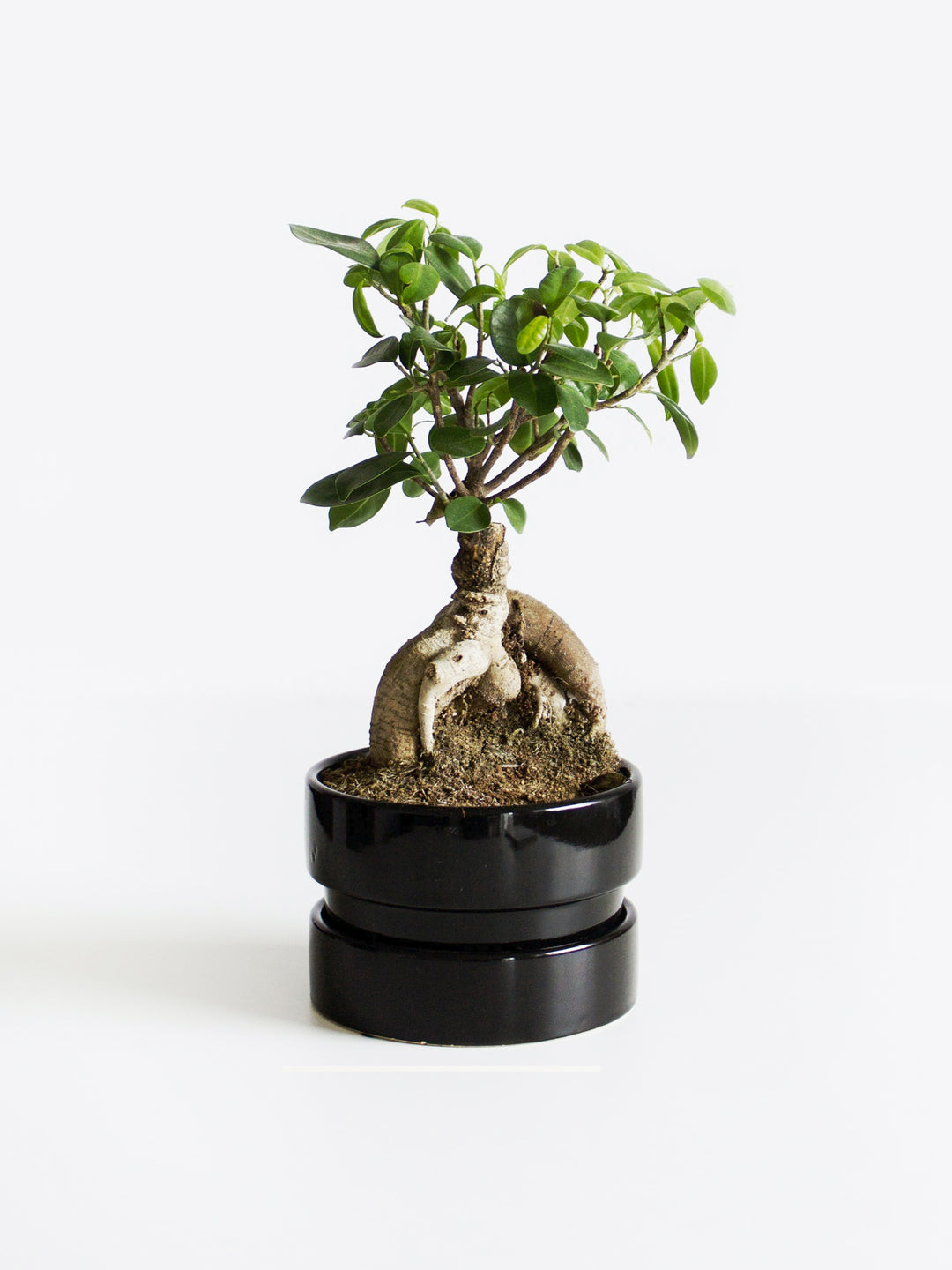 Ficus Ginseng Microcarpa