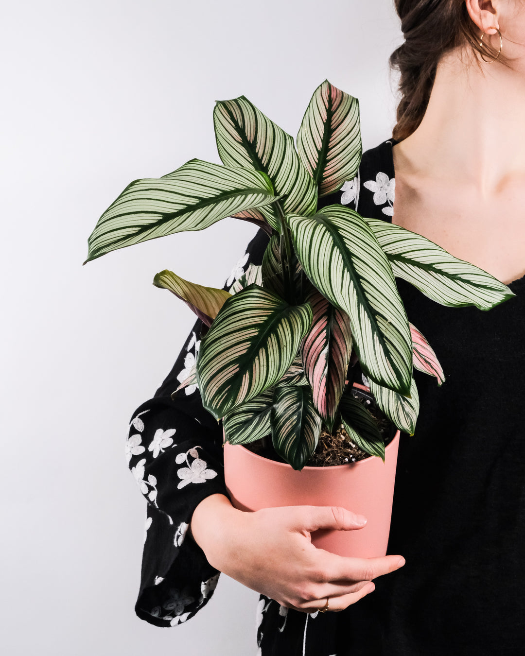 Calathea White Star - nāu green